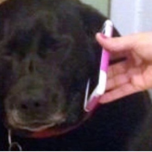 Meet your Posher, Ava - Picture 1 of 1